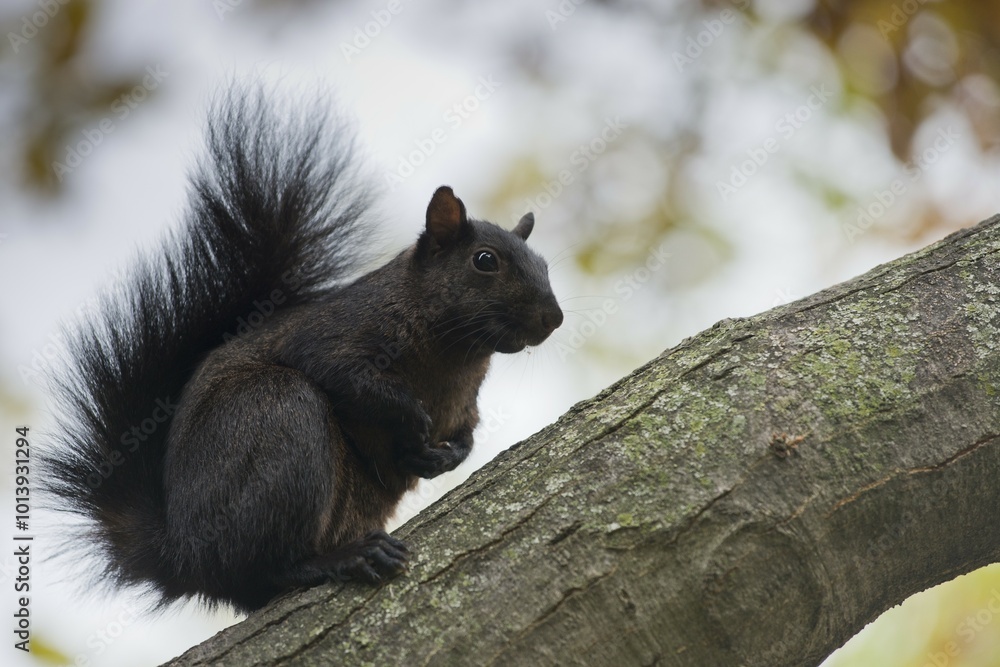Dark color variant of Eastern gray squirrel (Sciurus carolinensis), Toronto, Ontario, Canada, North America Dark color variant of Eastern gray squirrel (Sciurus carolinensis), Toronto, Ontario, Canada, North America