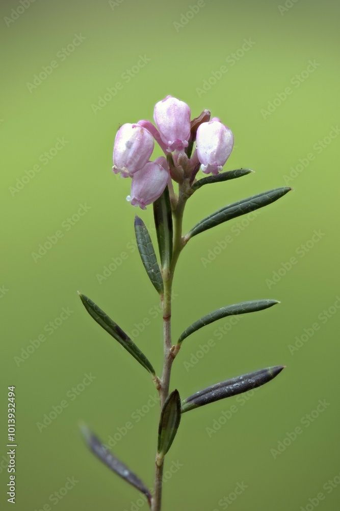 Fototapeta premium Bog rosemary (Andromeda polifolia), Emsland, Lower Saxony, Germany, Europe