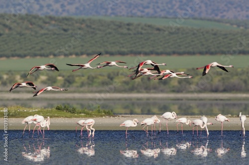 Greater Flamingos (Phoenicopterus roseus), Laguna de Fuente de Piedra, behind cultivated olive trees (Olea europaea), Malaga province, Andalusia, Spain, Europe