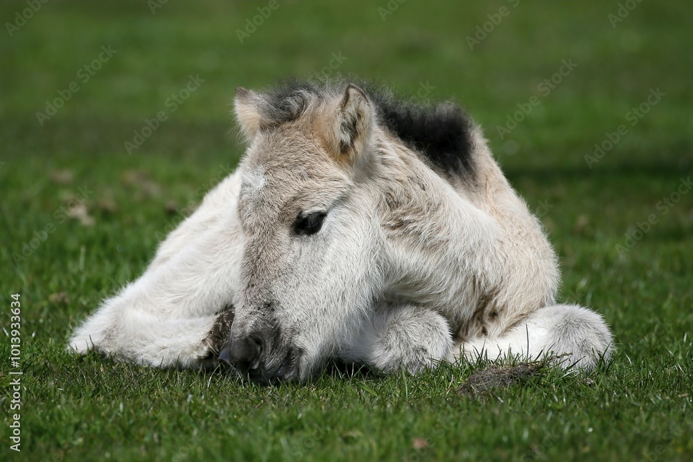 Fototapeta premium Dülmen pony, foal lying, Dulmen, North Rhine-Westphalia, Germany, Europe