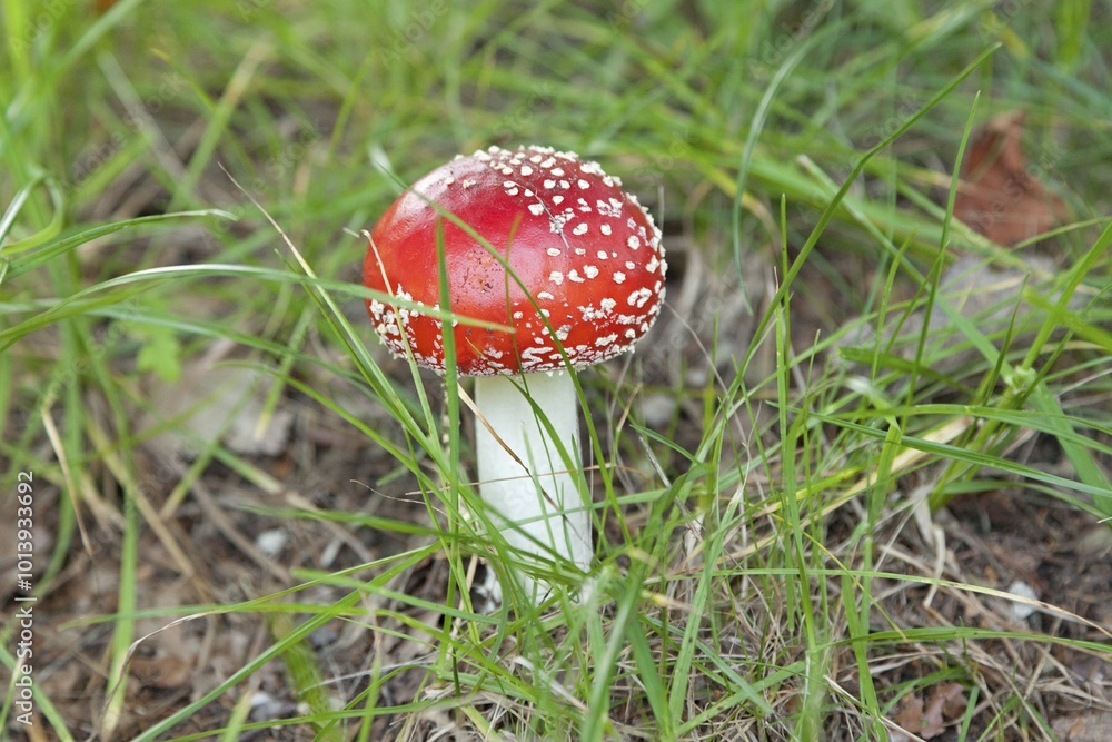 Toadstool (Amanita muscaria), Lower Saxony, Germany, Europe Toadstool (Amanita muscaria), Lower Saxony, Germany, Europe
