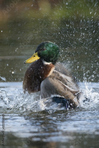 Mallard (Anas platyrhinchos), drake, bathing, Emsland, Lower Saxony, Germany, Europe photo