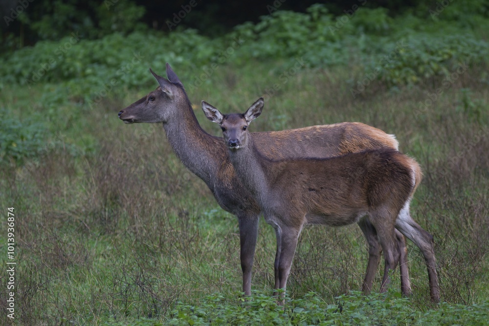 Reed deer (Cervus elaphus), hind with calf, Arnsberg Forest, North Rhine-Westphalia, Germany, Europe Reed deer (Cervus elaphus), hind with calf, Arnsberg Forest, North Rhine-Westphalia, Germany, Europe