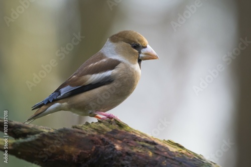 Fotografie Hawfinch (Coccothraustes coccothraustes), female sitting on branch, Emsland, Low