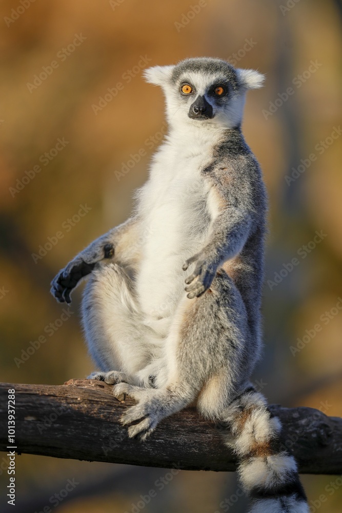 Fototapeta premium Ring-tailed lemur (Lemur catta), sits in sun, captive, Germany, Europe