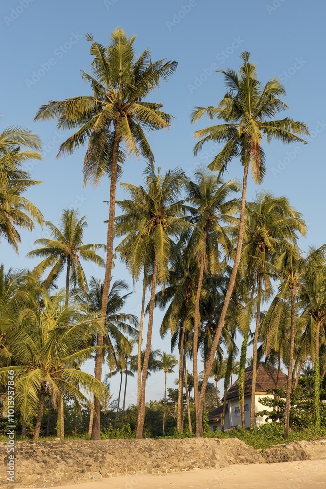Coconut palm trees at Ngapali Beach, Rakhine State, Myanmar, Burma, Asia Coconut palm trees at Ngapali Beach, Rakhine State, Myanmar, Burma, Asia