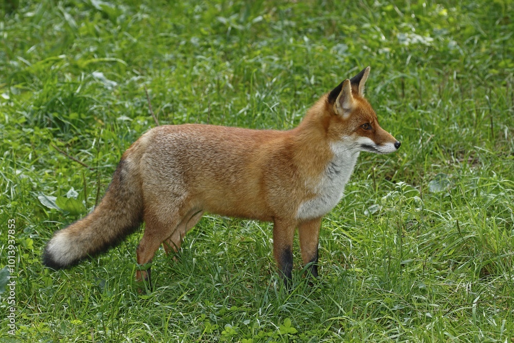 Fototapeta premium Red fox (Vulpes vulpes) is in the grass, captive, Germany, Europe