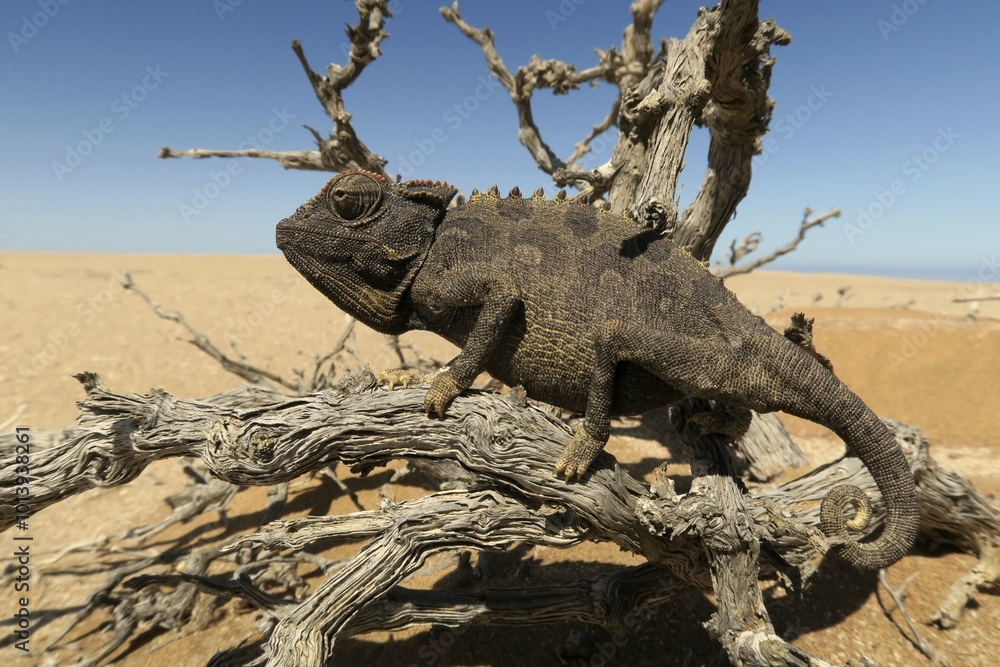 Namaqua Chameleon (Chamaeleo namaquensis), Namib Desert in Swakopmund, Namibia, Africa Namaqua Chameleon (Chamaeleo namaquensis), Namib Desert in Swakopmund, Namibia, Africa