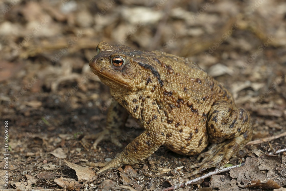 Common Toad (Bufo bufo), female during mating season, Schleswig-Holstein, Germany, Europe Common Toad (Bufo bufo), female during mating season, Schleswig-Holstein, Germany, Europe
