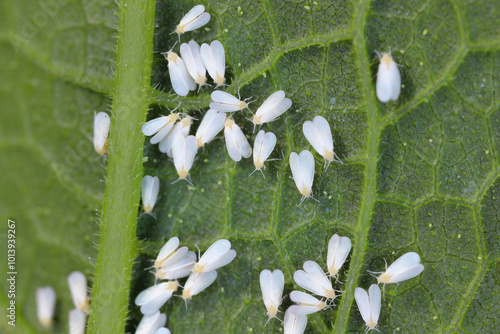 Glasshouse whitefly (Trialeurodes vaporariorum) adults on the underside of the leaf.