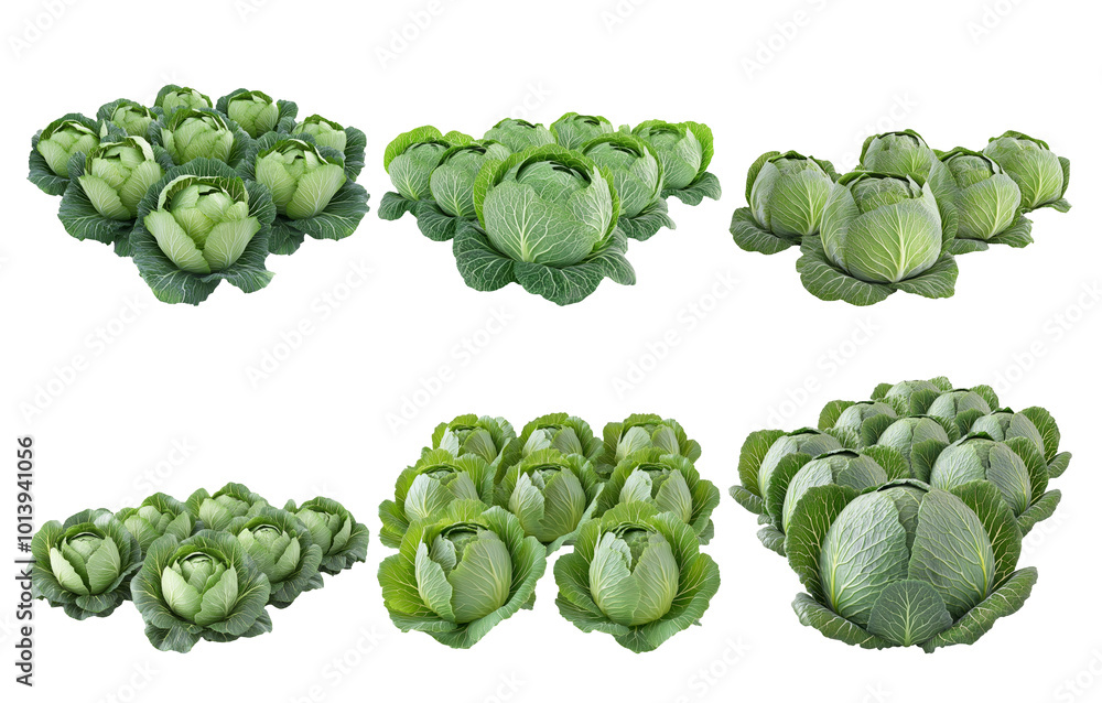 Set of fresh cabbage heads in different sizes isolated on transparent background Set of fresh cabbage heads in different sizes isolated on transparent background
