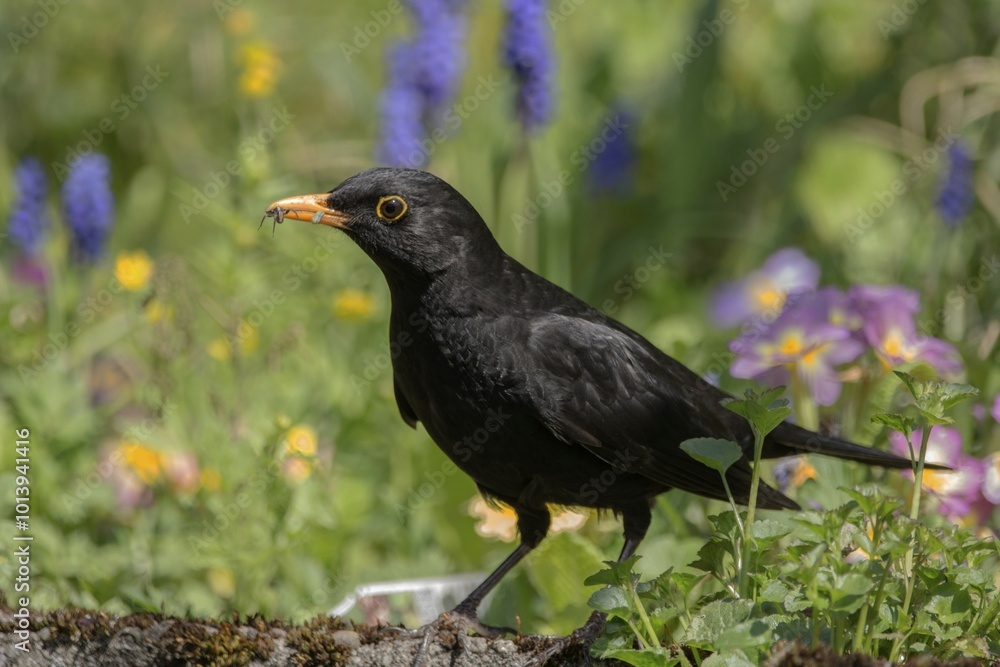 Fototapeta premium Blackbird (Turdus merula) male in the flower meadow with food in his beak, Baden-Württemberg, Germany, Europe