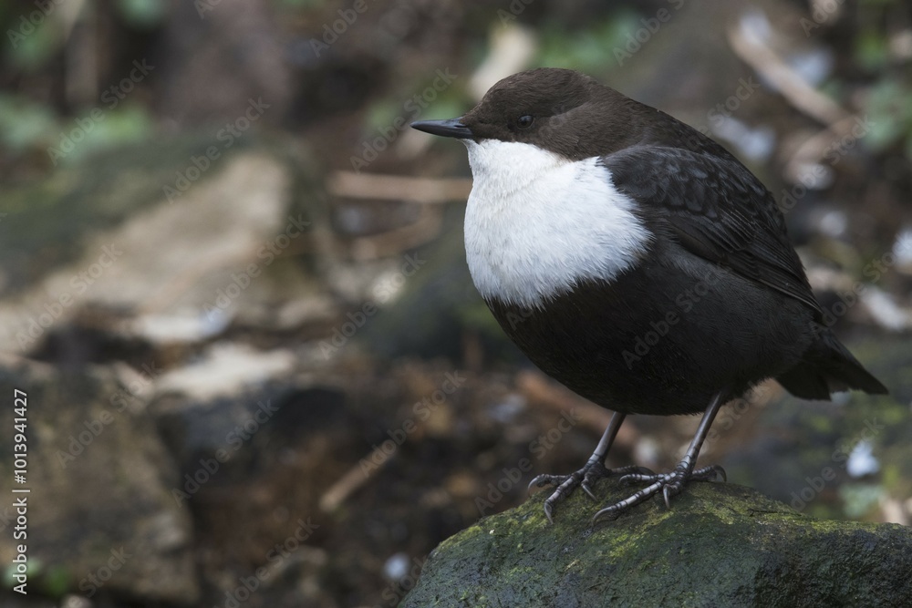 White-throated Dipper (Cinclus cinclus) sits on stone, Emsland, Lower Saxony, Germany, Europe White-throated Dipper (Cinclus cinclus) sits on stone, Emsland, Lower Saxony, Germany, Europe