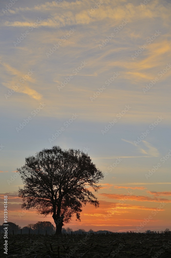 Solitary Pedunculate oak (Quercus robur) at dawn, North Rhine-Westphalia, Germany, Europe Solitary Pedunculate oak (Quercus robur) at dawn, North Rhine-Westphalia, Germany, Europe