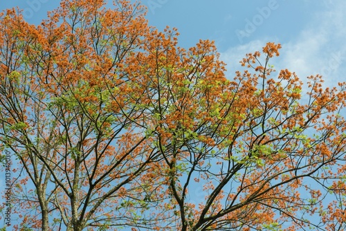 Flowering coral tree (Erythrina poeppigiana), Costa Rica, Central America photo