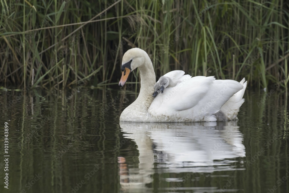 Mute swan (Cygnus olor) swimming with chicks, Hesse, Germany, Europe Mute swan (Cygnus olor) swimming with chicks, Hesse, Germany, Europe