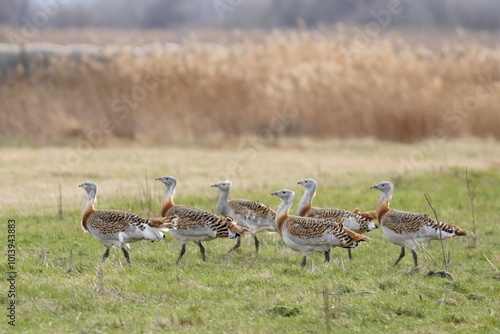 Bilde på lerret Great bustards (Otis tarda) in a meadow, Andau, Burgenland, Austria, Europe