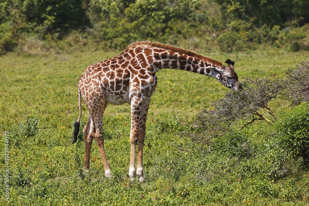 Obraz premium Maasai giraffe (Giraffa camelopardalis) feeding, Arusha National Park, Tanzania, Africa