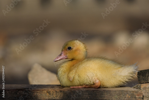 little baby yellow duck on a wooden board near a farm pond