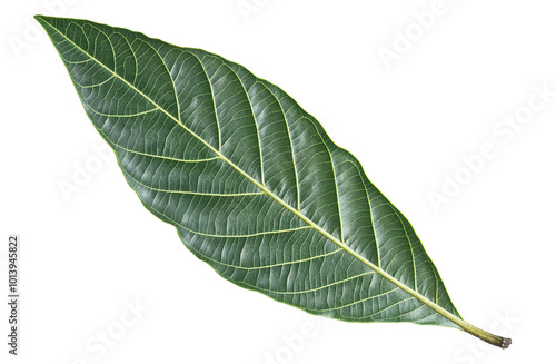 Green mango tree leaf, isolated over transparent background, PNG, cutout