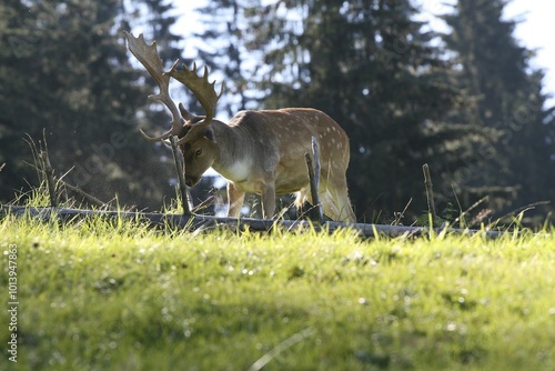 Fallow Deer (Dama dama) examining deadwood photo