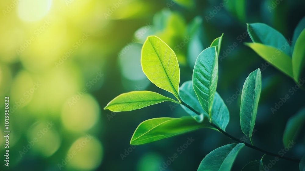 Sunlight Through Green Leaves Sunlight Through Green Leaves