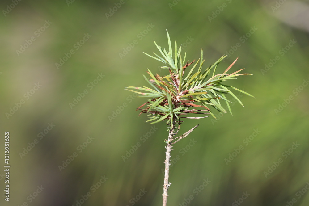 seedling of turkish pine tree in the forest seedling of turkish pine tree in the forest