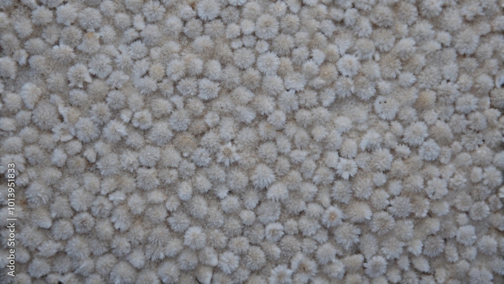 Close-up of a textured surface with numerous small white round shapes, resembling a field of flowers.