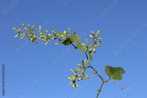 Fotografi flowers and leaves of Smilax aspera