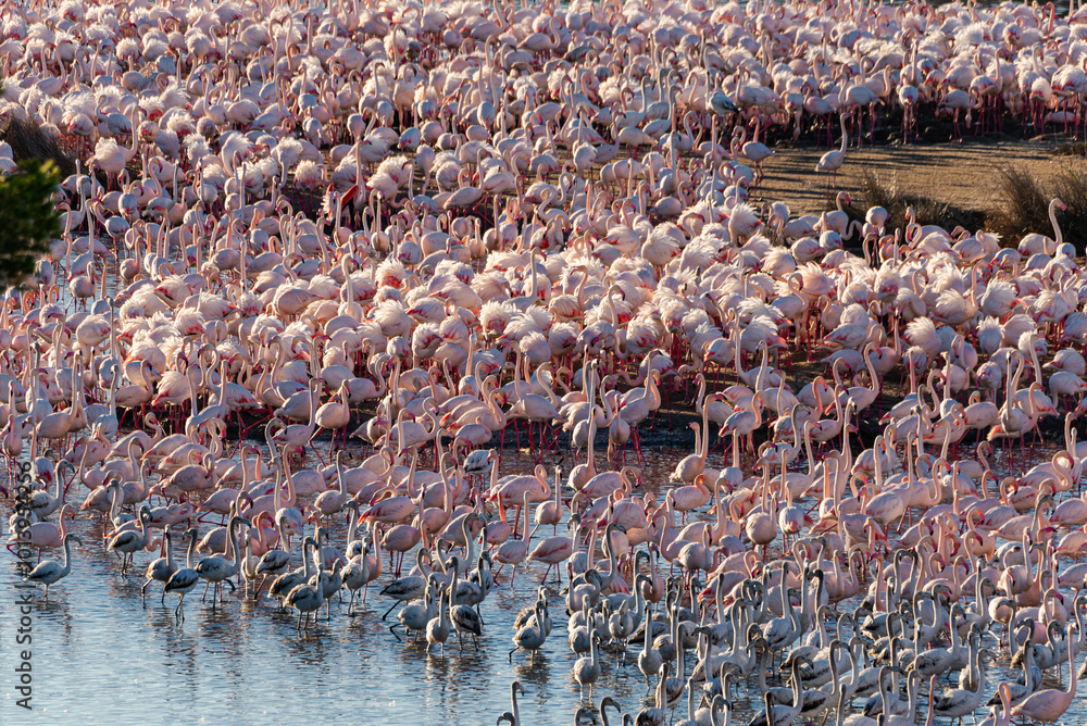 Fototapeta premium Albufera Aviary: Flamingo Haven on Land and Water