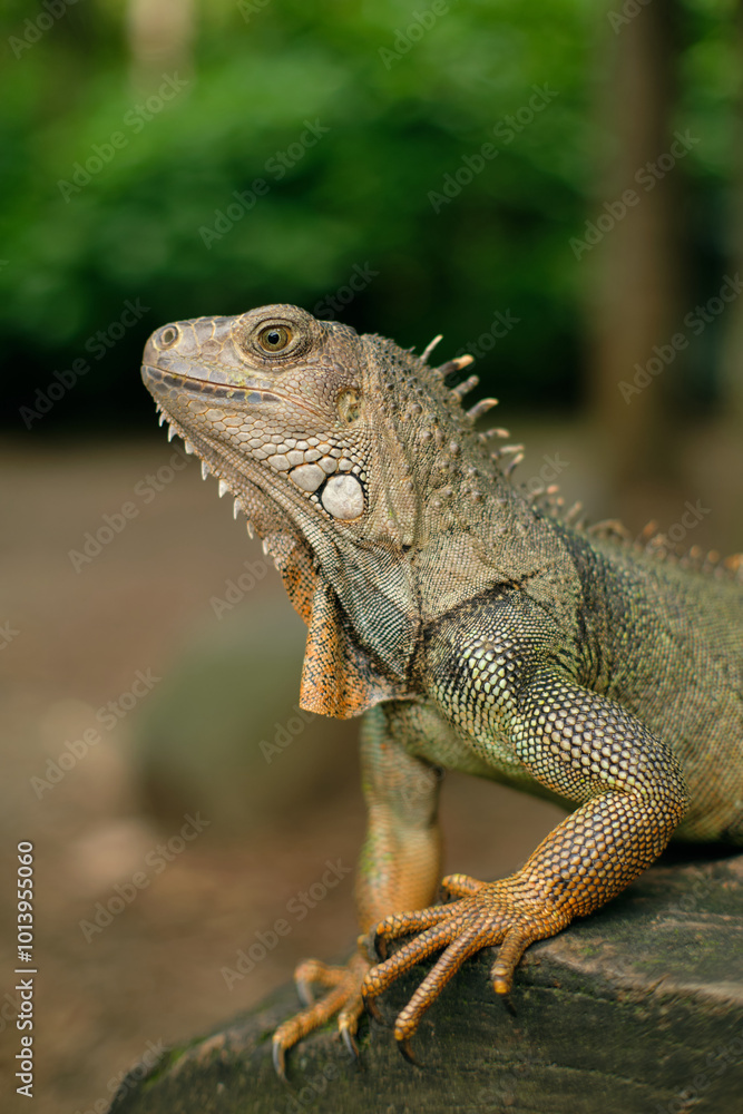Green iguana standing next to a lake in Medellin Botanical Gardens, Colombia Green iguana standing next to a lake in Medellin Botanical Gardens, Colombia