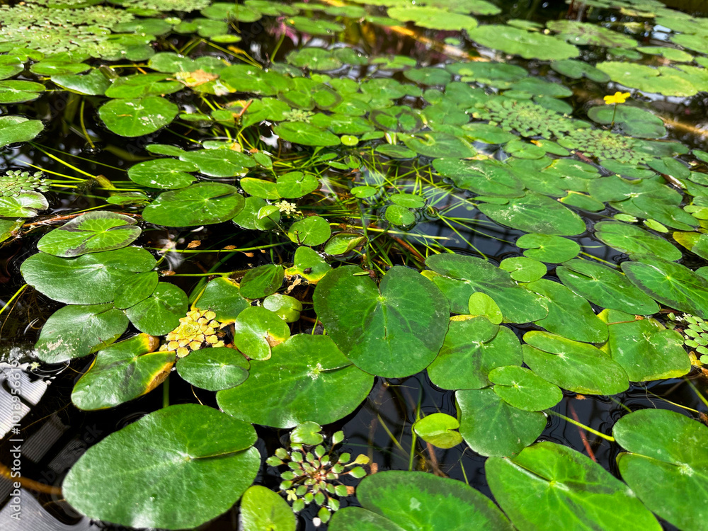 Pond with water lilies and other plants in botanical garden Pond with water lilies and other plants in botanical garden