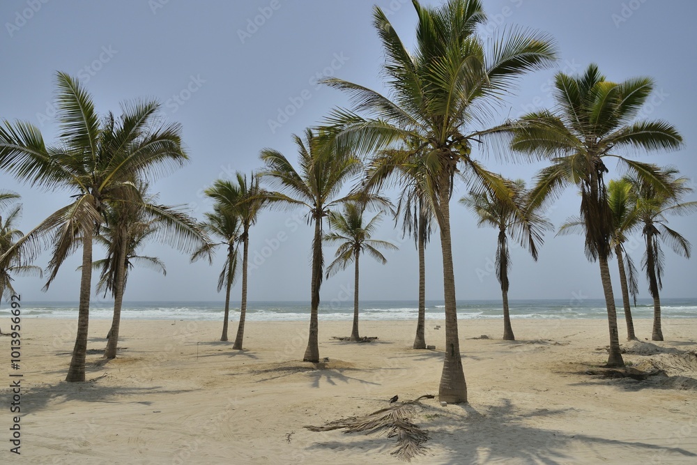 Palm trees on beach, near Salalah, Dhofar Region, Oman, Asia Palm trees on beach, near Salalah, Dhofar Region, Oman, Asia