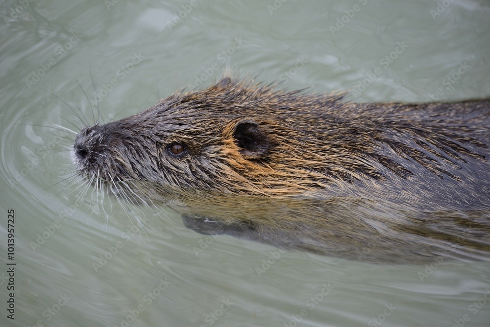 Nutria (Myocastor coypus), captive, Bavaria, Germany, Europe Nutria (Myocastor coypus), captive, Bavaria, Germany, Europe