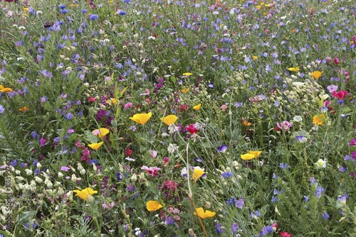 Blooming colourful flower meadow, garden sowing, Allgäu, Bavaria, Germany, Europe