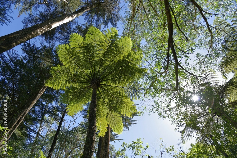 Fototapeta premium Silver fern (Cyathea dealbata) in tropical rainforest, Whanganui National Park, North Island, New Zealand, Oceania
