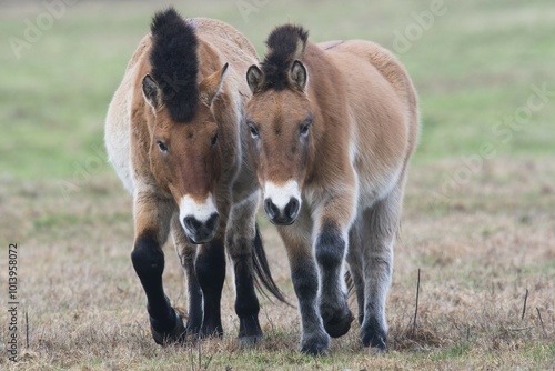 Przewalski's Horses (Equus ferus przewalskii), Emsland, Lower Saxony, Germany, Europe