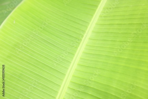 Beautiful green banana tree leaf as background, closeup