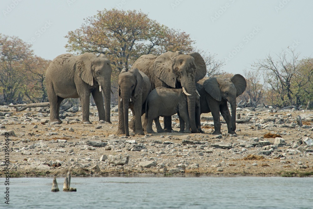 Fototapeta premium African bush elephants (Loxodonta africana), Etosha National Park, Namibia, Africa