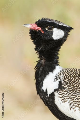 Northern Black Korhaan (Afrotis afraoides), also called White-quilled Bustard, male, Kalahari Desert, Kgalagadi Transfrontier Park, South Africa, Africa photo