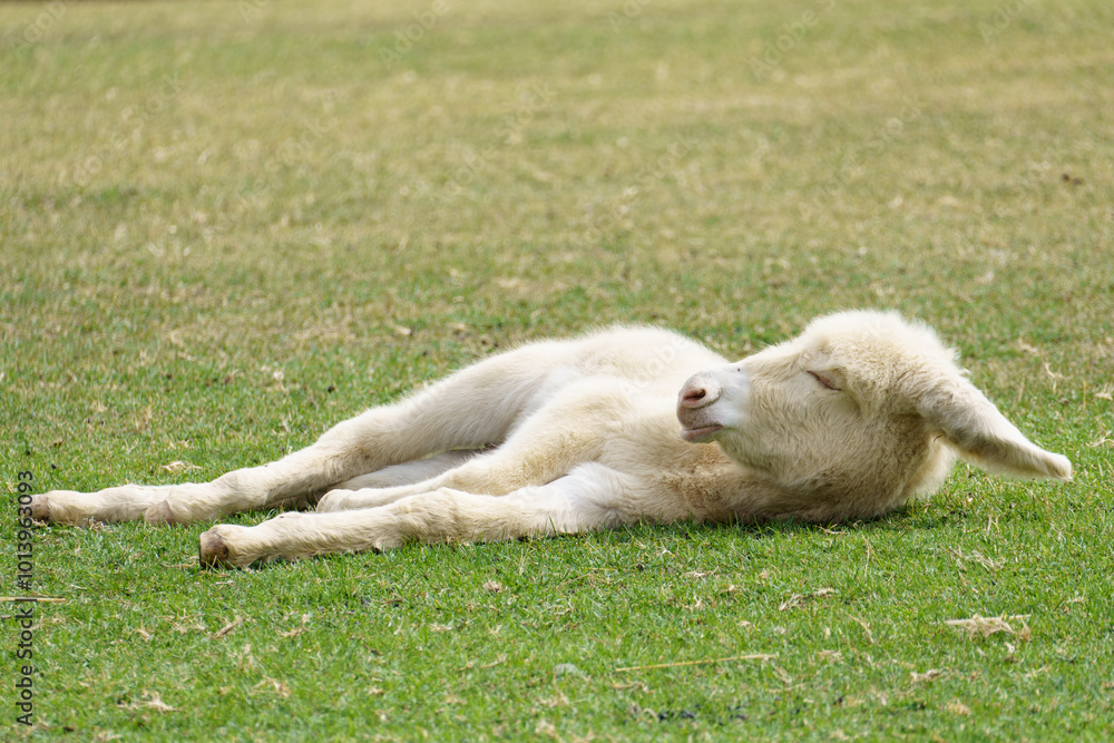 Extremely rare white austrian-hungarian baroque donkey