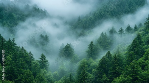 Misty Forest Landscape