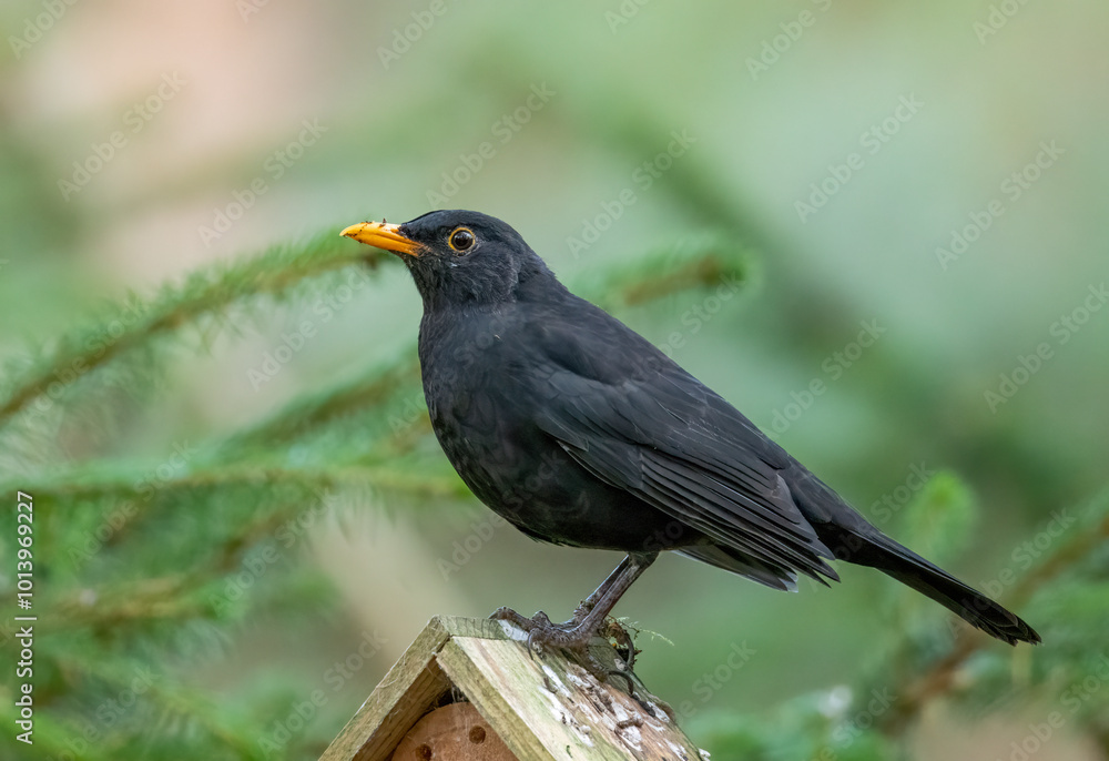 Fototapeta premium blackbird on a branch