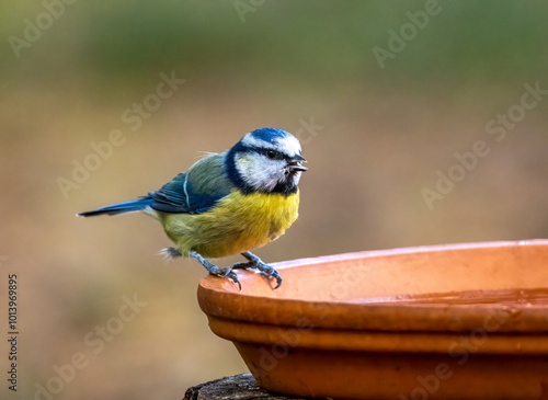 Cute little blue tit bird having a drink of water from a dish