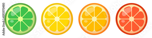 Set of citrus slices. Vector illustration