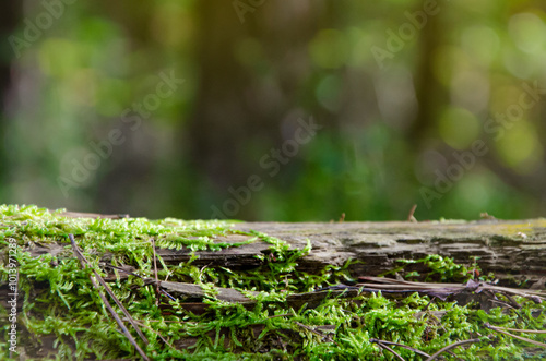 Scenery of empty product podium in natural environment, forest, green background. 