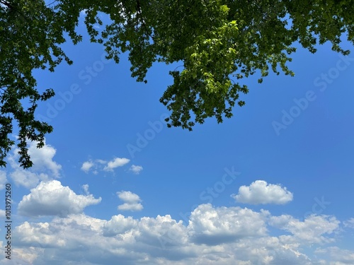 Tree green leaves against sky clouds