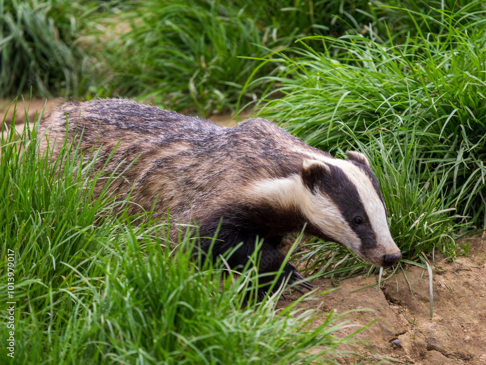 Badger ( Meles meles ) in Grass