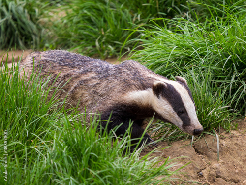 Obraz na płótnie Badger ( Meles meles ) in Grass w salonie