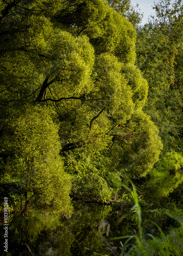 Large, widespread tree of Salix acutifolia (Siberian violet-willow, long-leaved violet willow or sharp-leaf willow) in a warm evening sunlight in august. Landscape photo of the European part of Russia photo